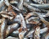 Une image de l'étape 1 de Beignets de sardines.