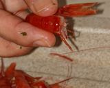 Foto del passaggio 1 della ricetta Risotto alla Crema di Scampi con Crudo di Gamberi Rossi (Healthy Ed. Senza Panna/Burro)