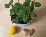 Foto del paso 1 de la receta: Infusión de menta y jengibre con limón 🌱 🫚 🍋🍵