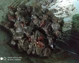 Foto langkah ke 7 dari resep Paru sapi masak lada hitam.