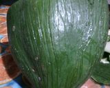 Foto del paso 1 de la receta: Dulce de lechoza