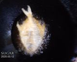 香煎檸檬白鯧魚的食譜步驟1照片
