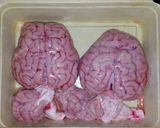 A picture of step 1 of Mutton brain masala.