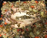 Foto del paso 3 de la receta: Lubina al horno con salsa verde y Mejillones