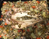 Foto del paso 3 de la receta: Lubina al horno con salsa verde y Mejillones