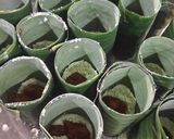Foto langkah ke 5 dari resep Kue Putu Pandan tanpa Bambu.
