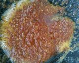 Foto langkah ke 3 dari resep Sambal teri kacang.
