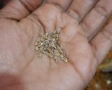 बेसन का स्वादिष्ट हलवा (besan ka swadist halwa recipe in Hindi) रेसिपी चरण 4 फोटो