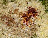A picture of step 2 of Cheese Paratha.
