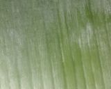 Foto langkah ke 7 dari resep Nagasari pisang.