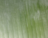 Foto langkah ke 7 dari resep Nagasari pisang.