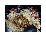Sweet Savoury Noodles recipe step 5 photo