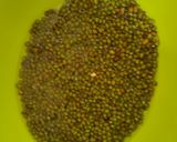 Foto langkah ke 1 dari resep 33. Kolak Pisang Kacang Hijau Jahe.