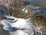Kepiting Asem Pedes