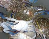 Foto langkah ke 1 dari resep Kepiting Asem Pedes.