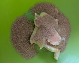 Pudinggal töltött kókuszos muffin recept fázis 2 fotója