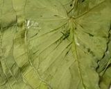 A picture of step 1 of Mssala patra (patarweliya).