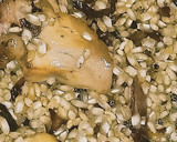 Foto del paso 6 de la receta: Arroz con sepia y conejo