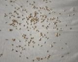 A picture of step 3 of Multi flour mix Thalipith.