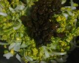 Foto del paso 1 de la receta: Calabaza rellena