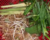 Hình bước làm 1 của món Canh chua cá bóp