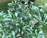 Hình bước làm 1 của món Cách làm muối ớt xanh