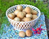 Foto del paso 4 de la receta: Coquitos de anís🧉