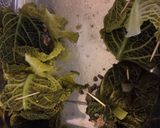 A picture of step 3 of Beef and Cabbage Parcels.