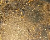 Foto langkah ke 1 dari resep 697. The Ultimate Roasted Caramel Tea.