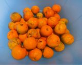 Foto del passaggio 1 della ricetta Marmellata di arance amare