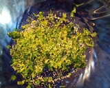 Foto del paso 1 de la receta: Champiñones con paté al wok de judías verdes