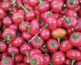 Une image de l'étape 6 de Ojja 🥚🍅 tunisienne aux œufs 🪺🌶️.