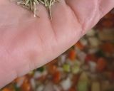 Foto del paso 4 de la receta: Guiso de Lentejas (Otro) con Caldo Casero 🫕 Económico, Fácil y Basado en Plantas 🌱