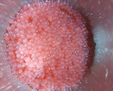 A picture of step 1 of Mango Sago Creamy.