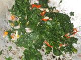 Tumis Daun Pepaya Jepang