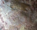 A picture of step 7 of Stuffed meat buns #festivecontest#Mombasa.