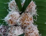 Foto langkah ke 6 dari resep Klepon Ubi Kuning.