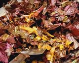 A picture of step 2 of Laal Saag Veggie.