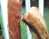 A picture of step 5 of Cantonese dry aged pork belly.