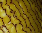 صورة لخطوة 6 من وصفة كيكة 🍋 الليمون 🍋 المنعشة