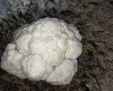 A picture of step 1 of Gobhi mussalam.