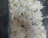 Pas rețetă Broccoli la cuptor! 3 fotografie