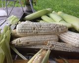 Foto del paso 1 de la receta: HUMITAS 🌽