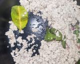 Foto langkah ke 5 dari resep Lemper Siram Opor.