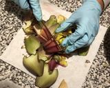 Foto del passaggio 1 della ricetta Crostini con i carciofi