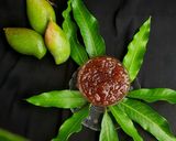 કેરી નો મુરબ્બો (Keri Murabbo Recipe In Gujarati) રેસીપી સ્ટેપ3ફોટો