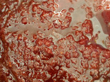 Tartaleta Frambuesa Amorosa
