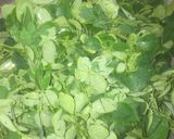 A picture of step 2 of Dambun shinkafa.