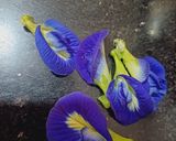 A picture of step 1 of Butterfly pea flower masala tea (gokarna or aparajita).