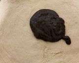 Foto del paso 9 de la receta: Masa para pizza